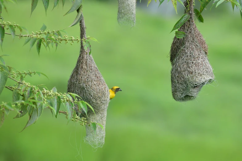 a small yellow bird at its nest on the limb