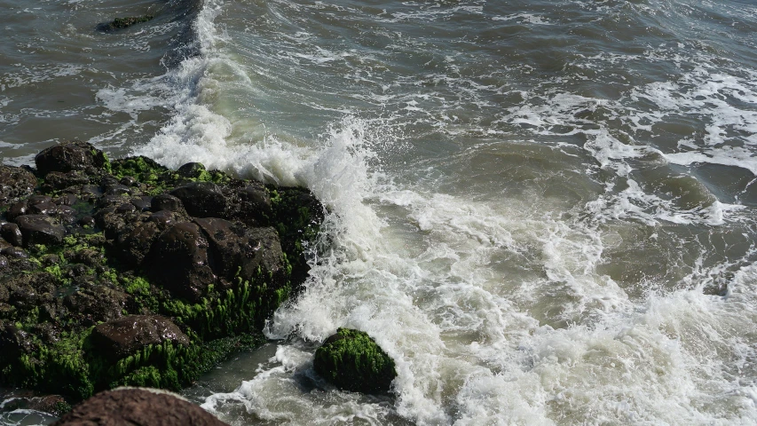 two green bushes next to an ocean shore