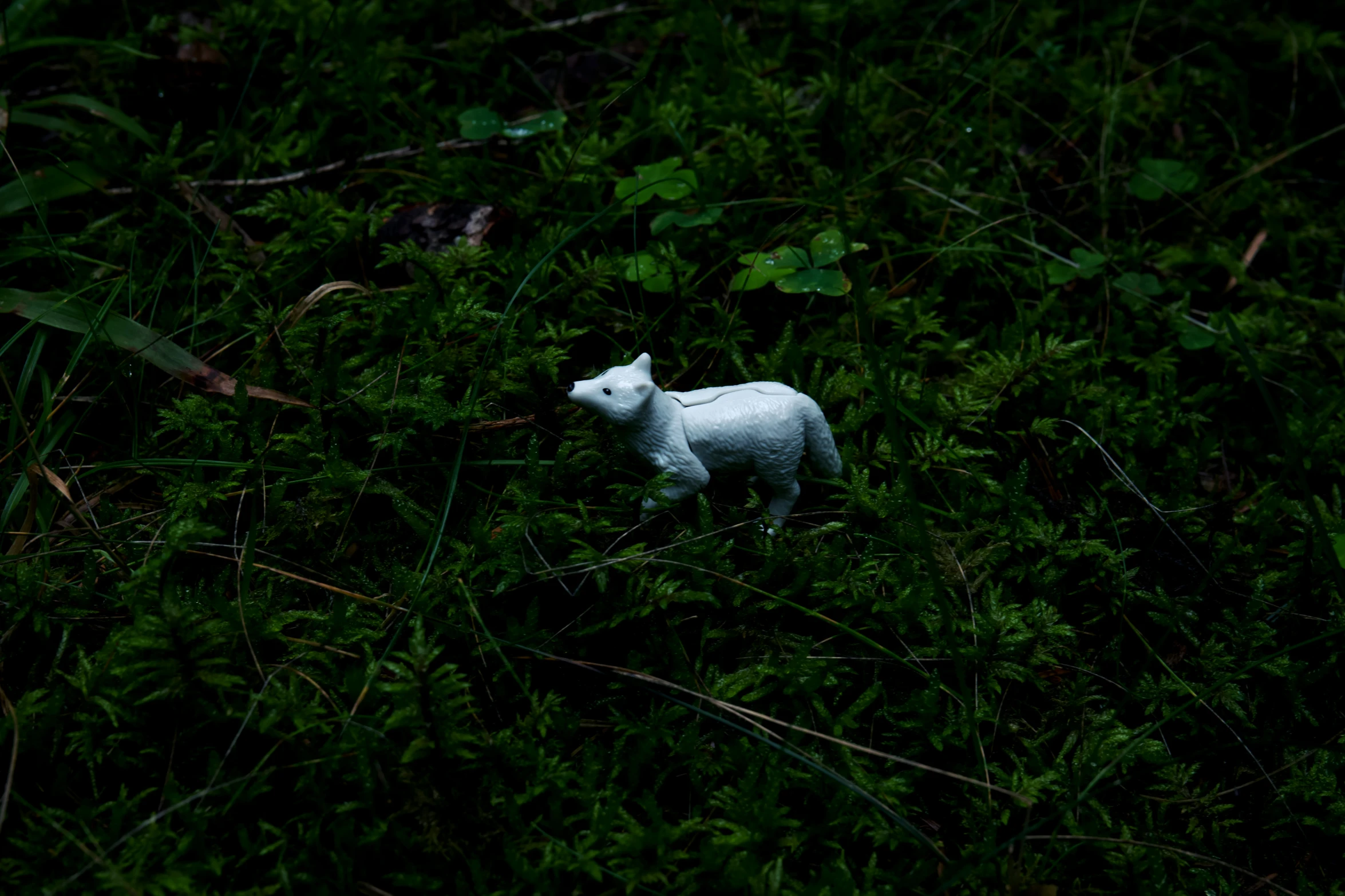 the small white sheep is in some grass