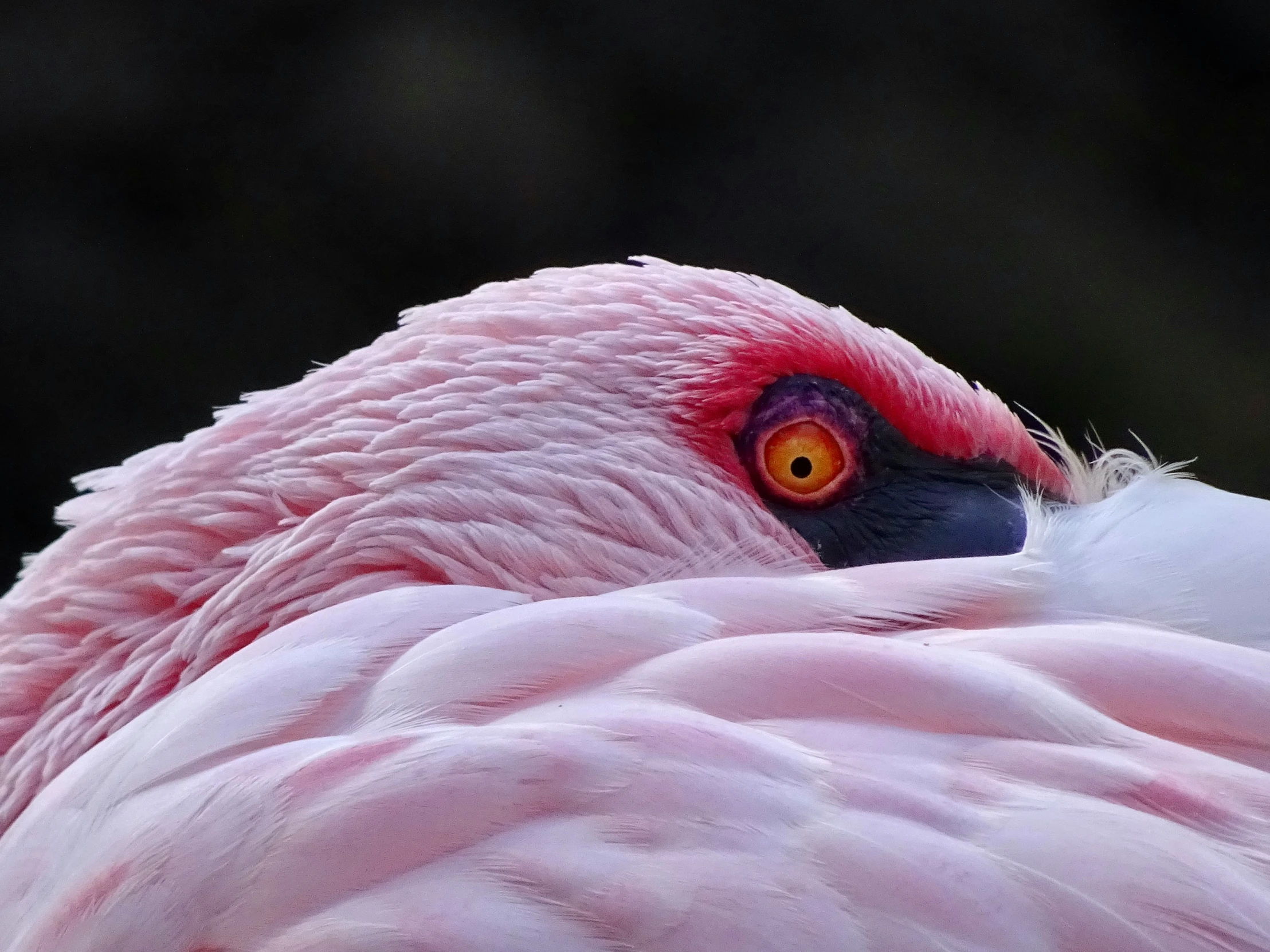 a large bird with long pink feathers and an orange eye
