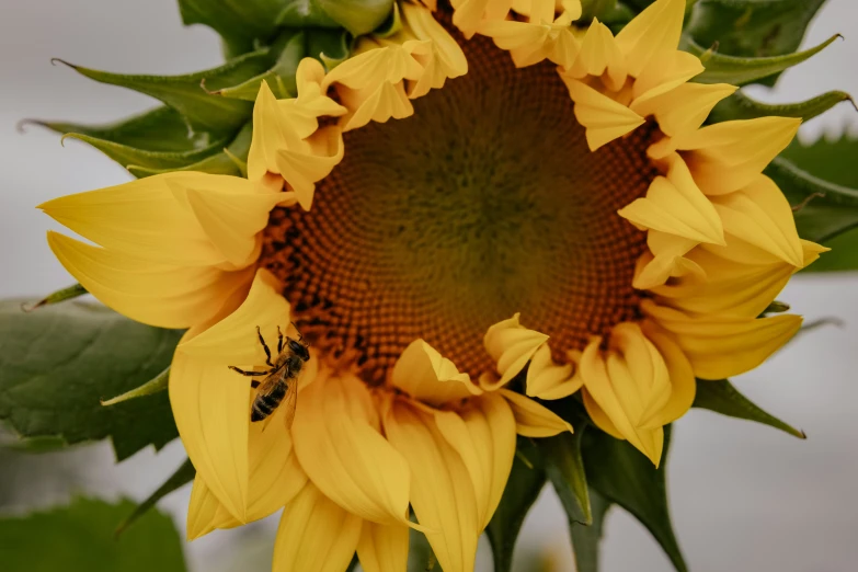 a bee on a sunflower with the bee in it