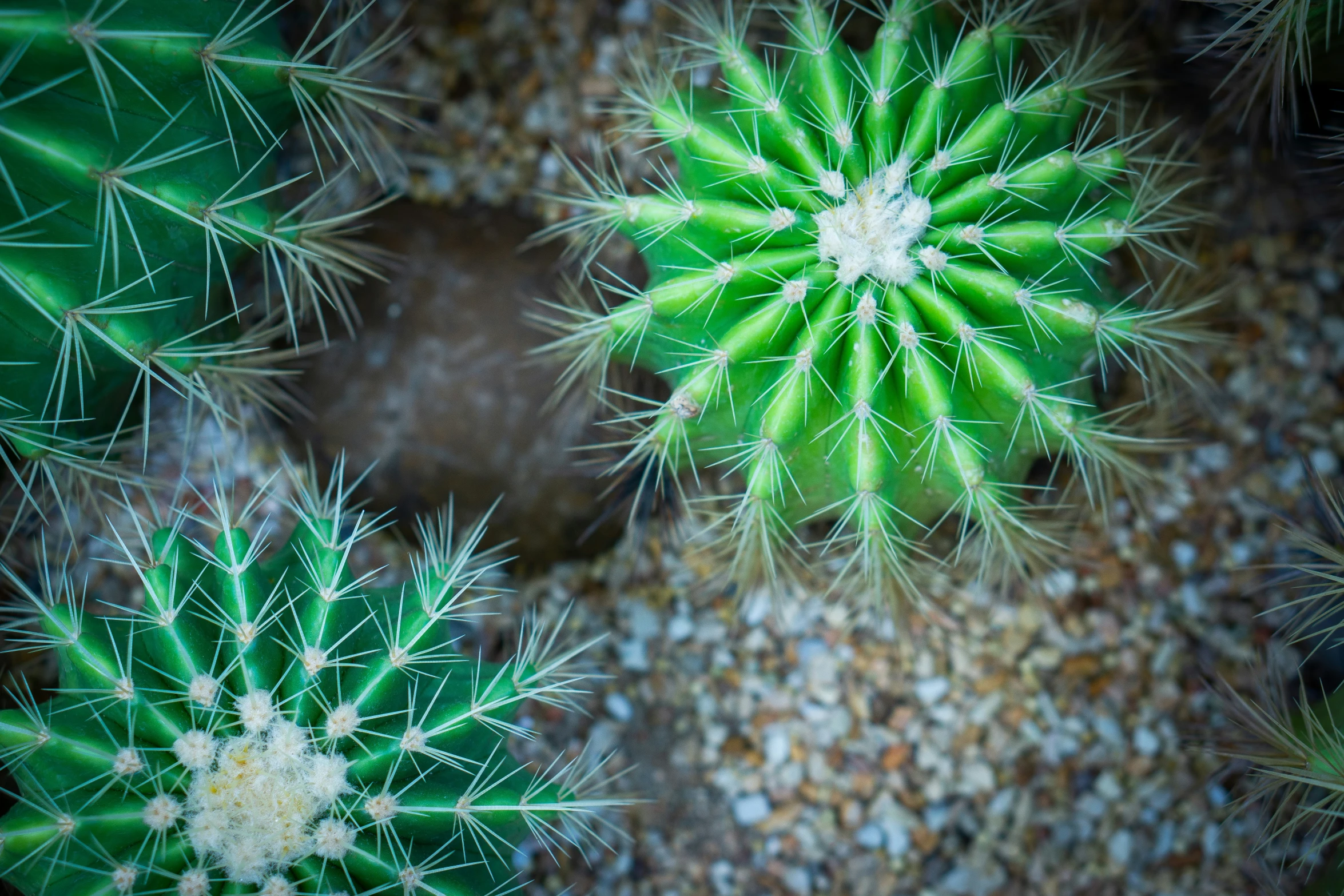 small green plants grow in a pot