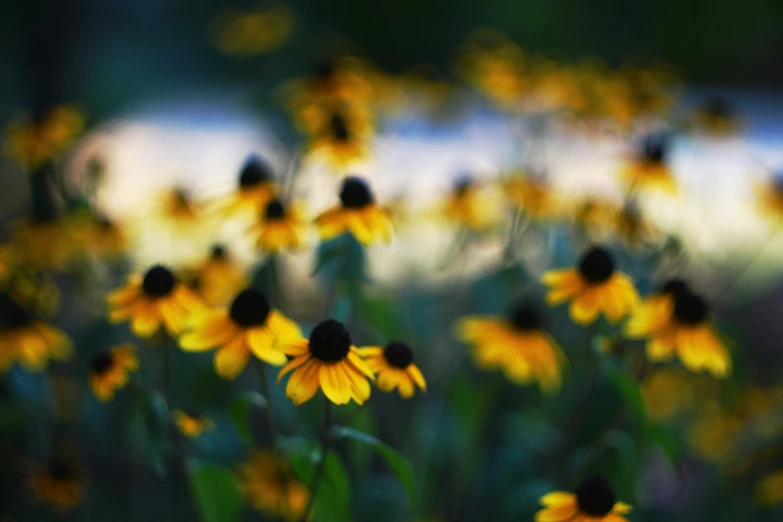 many yellow flowers with some black center on them