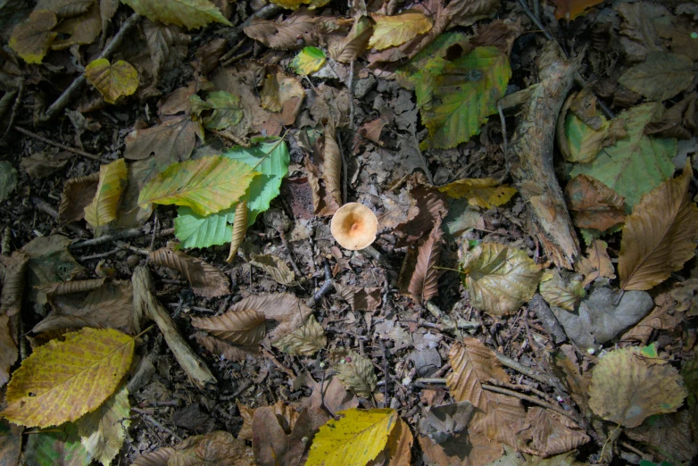 a picture of leaves, and the surface is a small piece of furniture