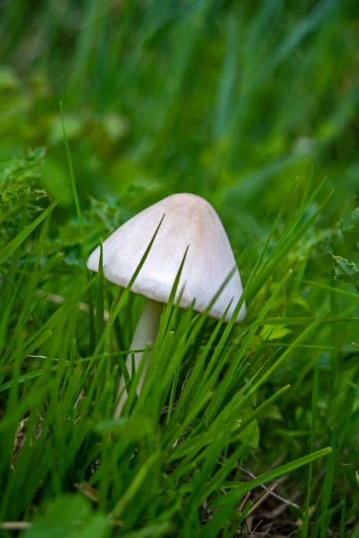 small white mushroom hiding in the tall green grass