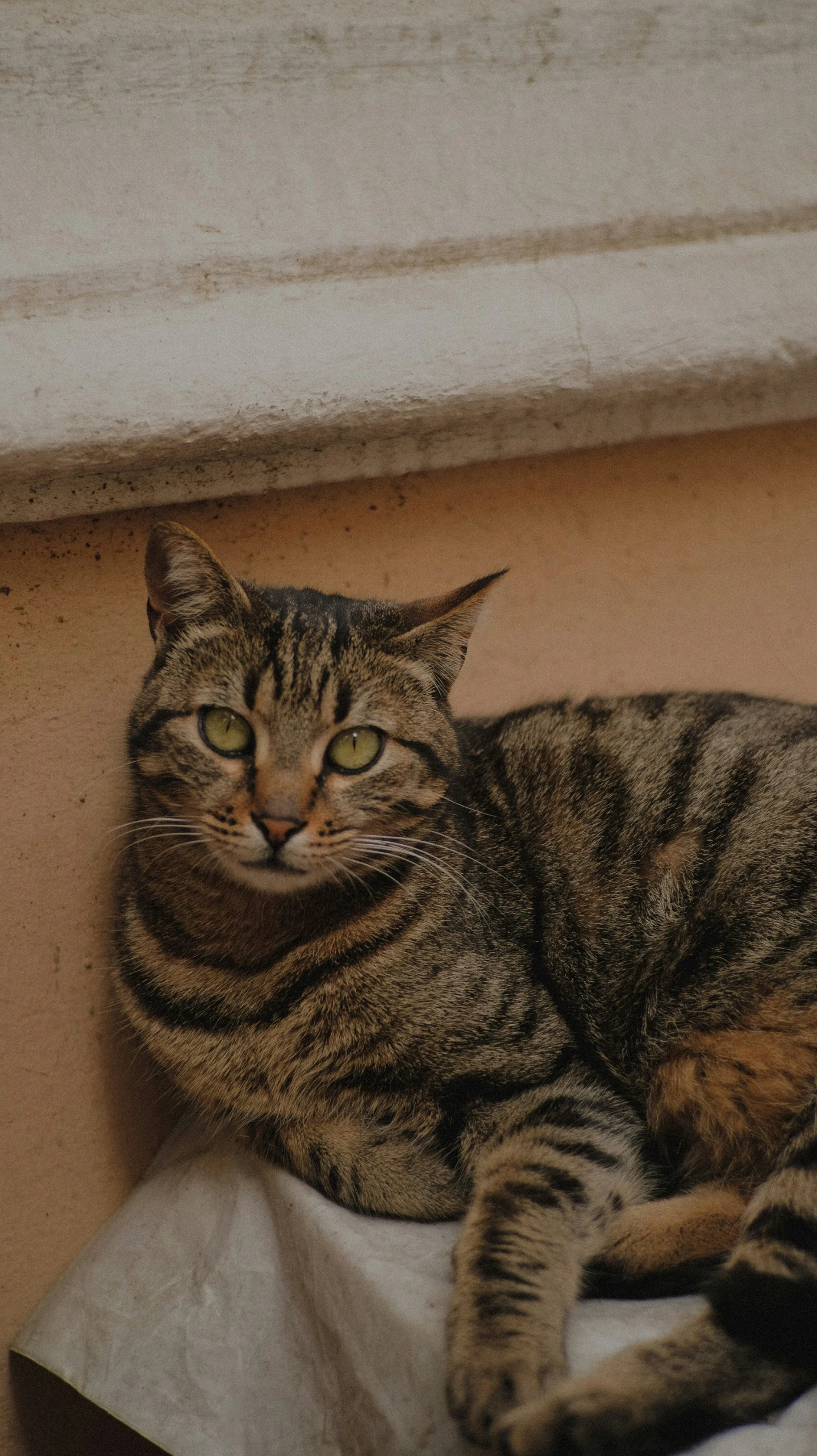 a striped cat resting on top of a paper towel