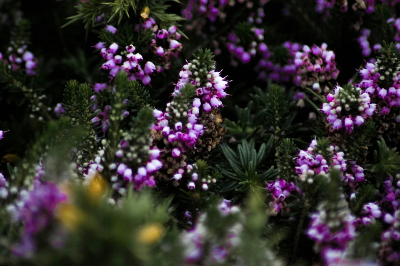 purple flowers with white flowers next to trees