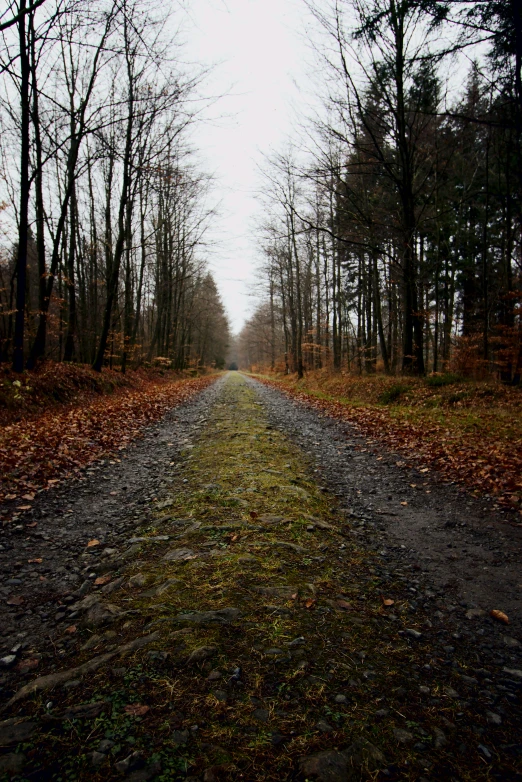 a dirt road surrounded by trees in a forest