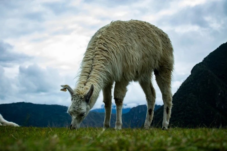 a white furry sheep grazing on grass in front of some mountains