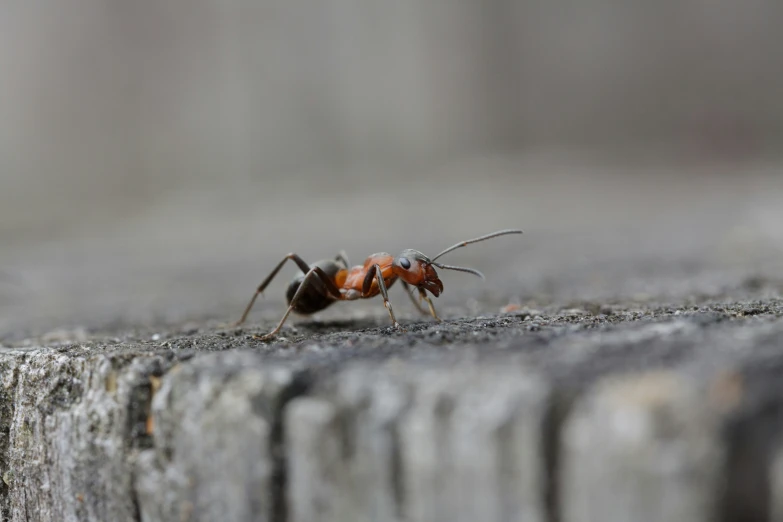 an ant bug crawling on a wooden fence