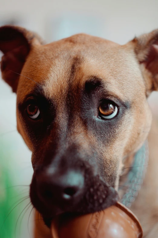 a brown dog holding a stuffed toy in its mouth