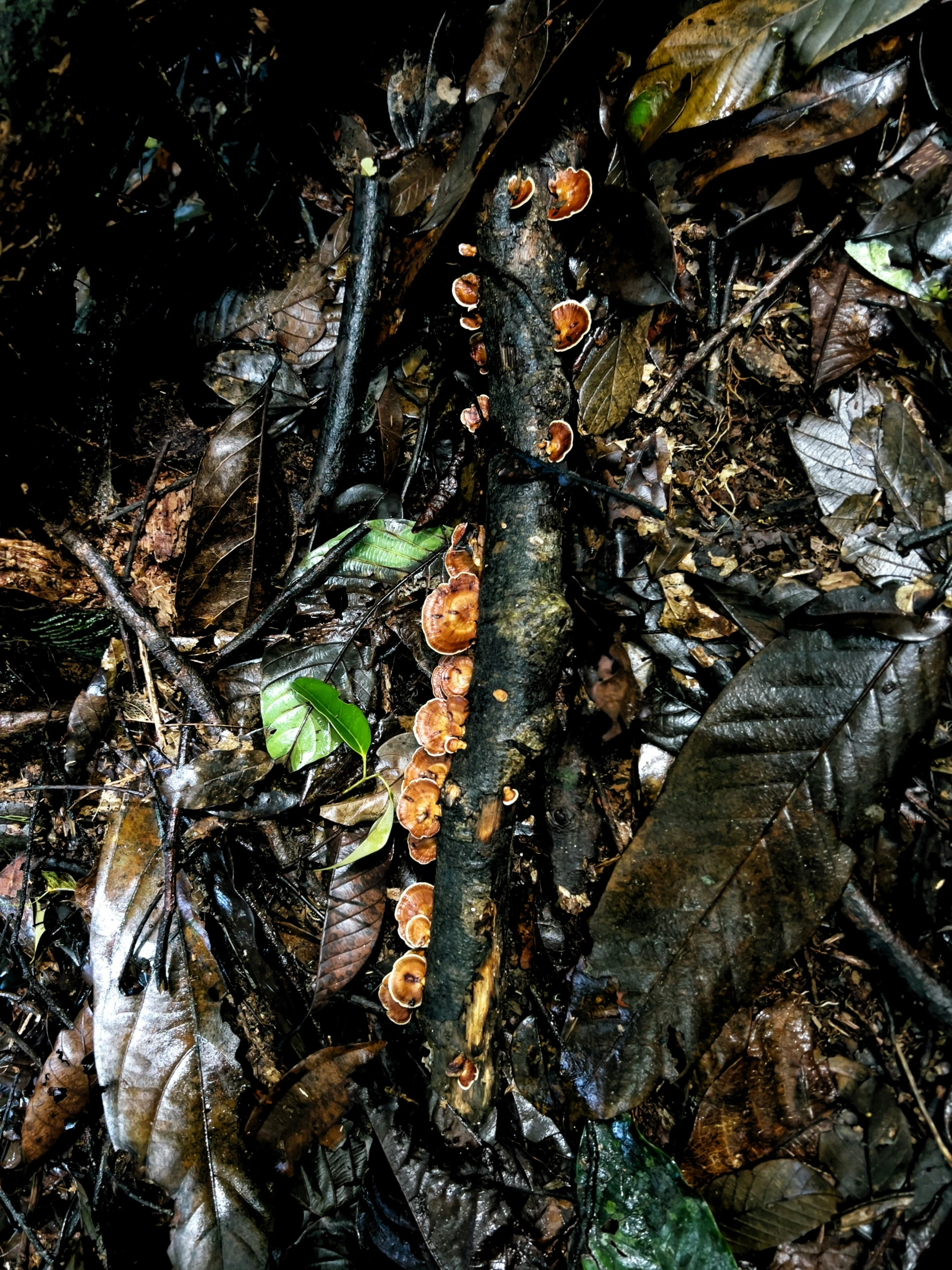 mushrooms that are on the ground in the forest