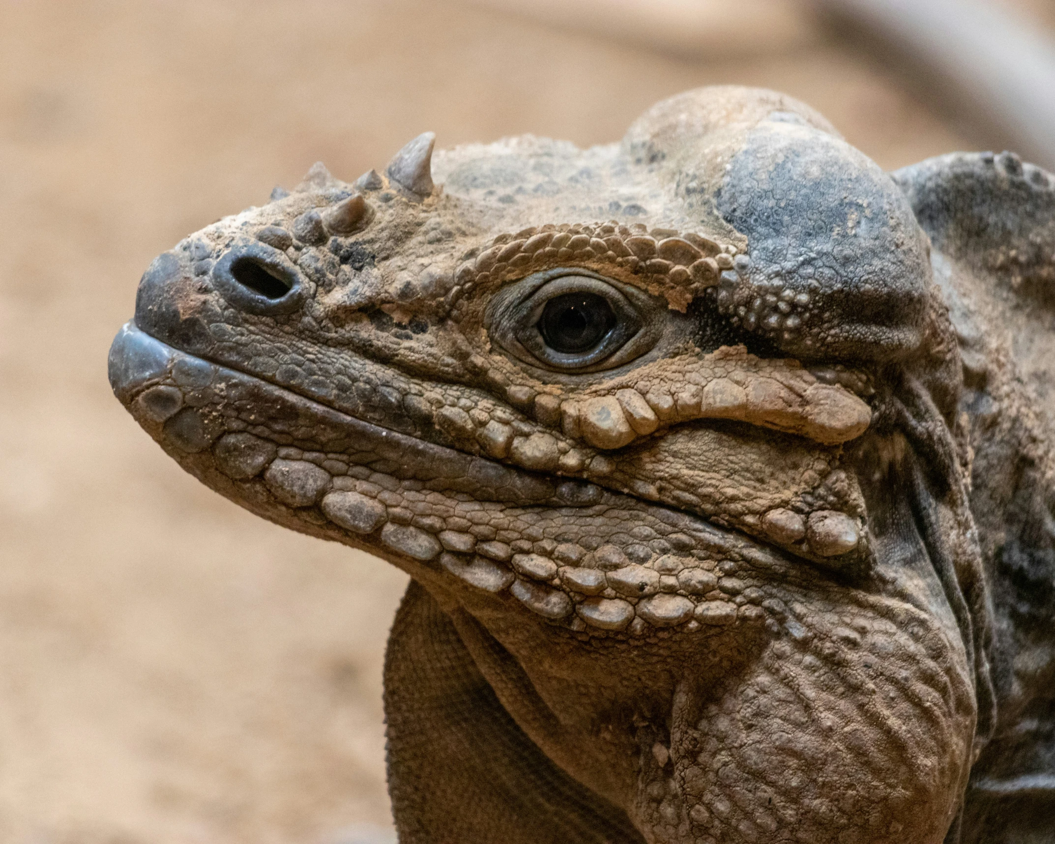 a close up of a very cute furry looking lizard