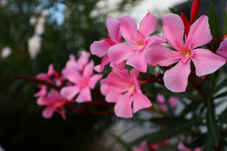 this po shows pink flowers with purple flowers and green leaves