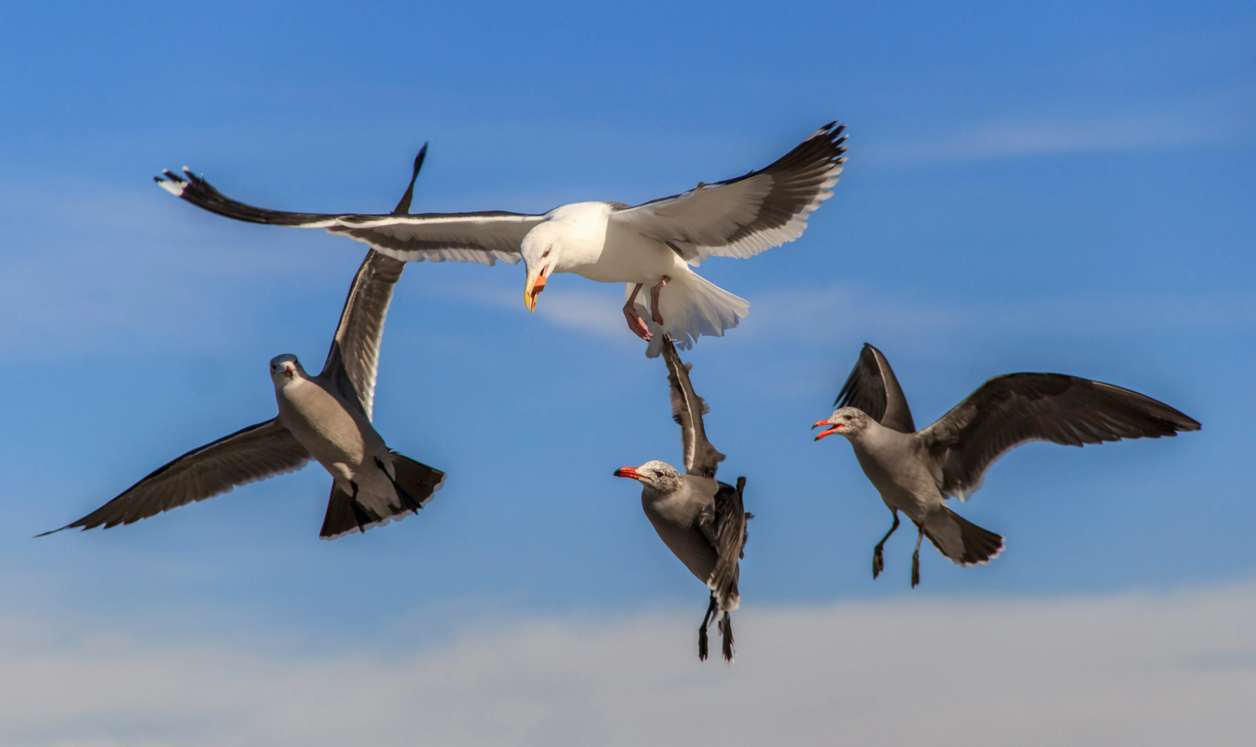 a group of seagulls hanging in the air together