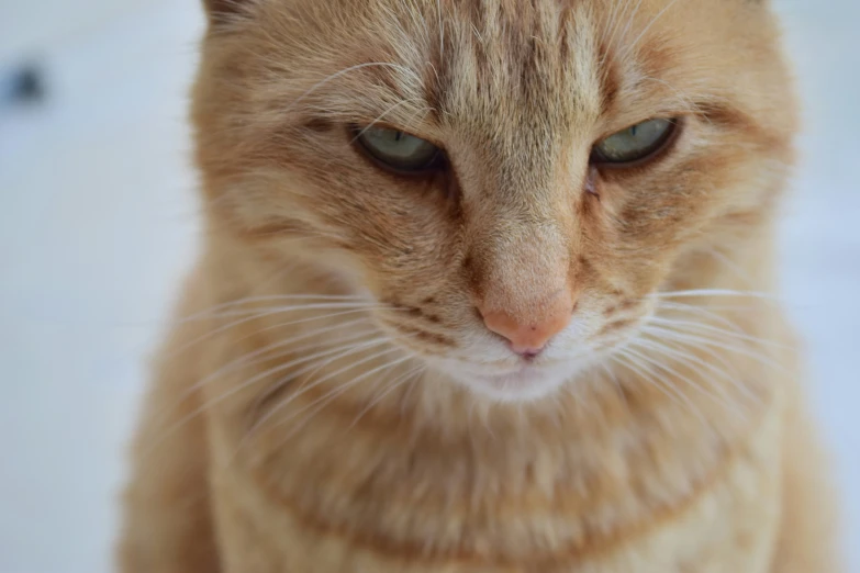 an orange cat looks straight ahead on a white surface