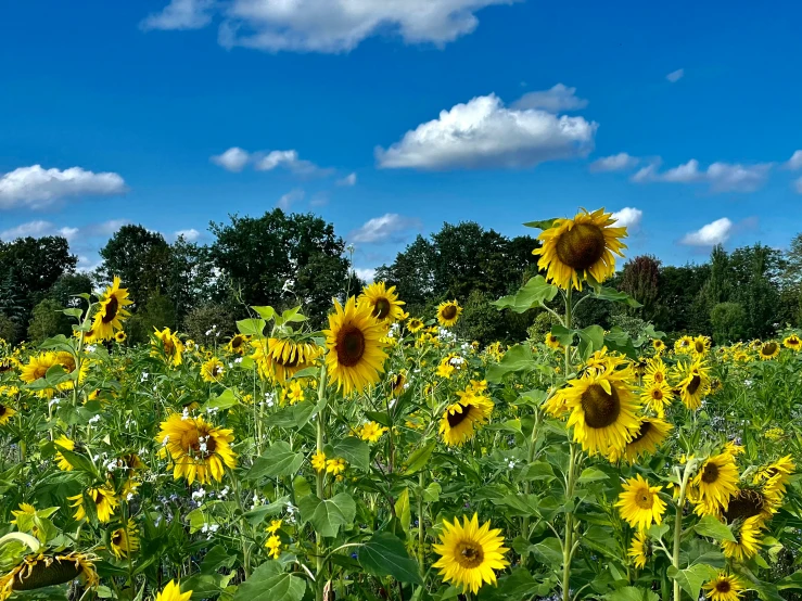 there is sunflowers in the grass outside