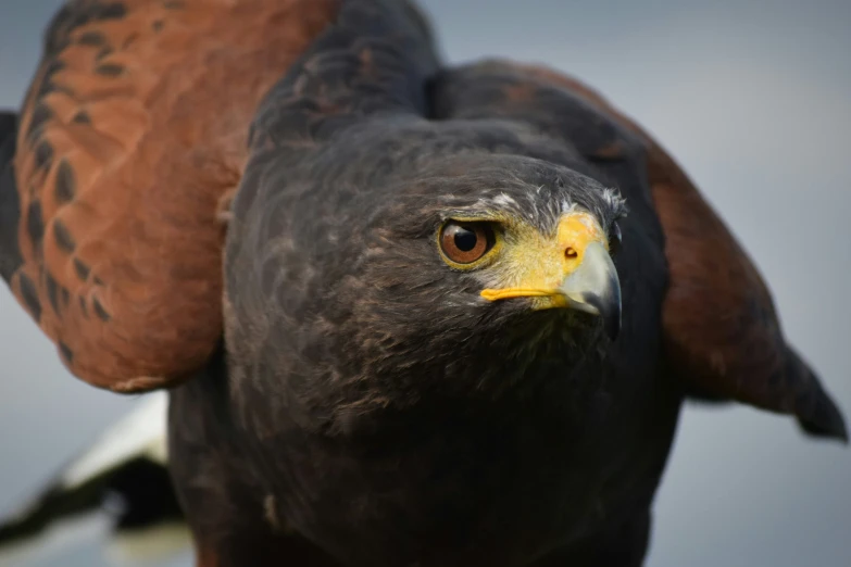 the golden headed falcon looks as if it's really ready to take off