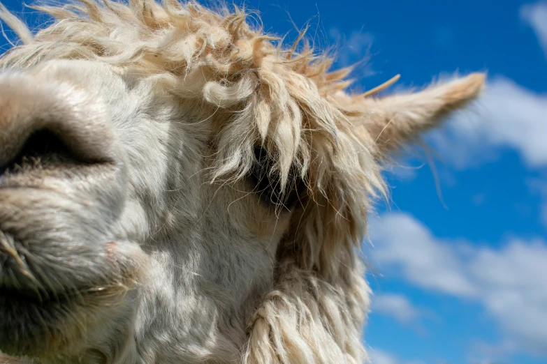 a close up picture of the face of a white and brown llama