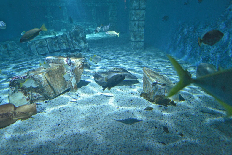 the under water scene shows sea life including tropical fish and large rocks