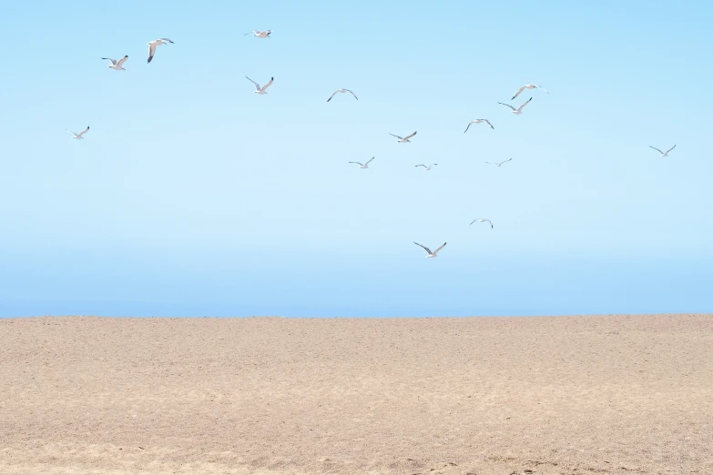 many seagulls are flying in the air above the beach