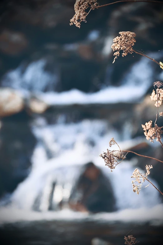 some plants in front of a stream and snowy rock