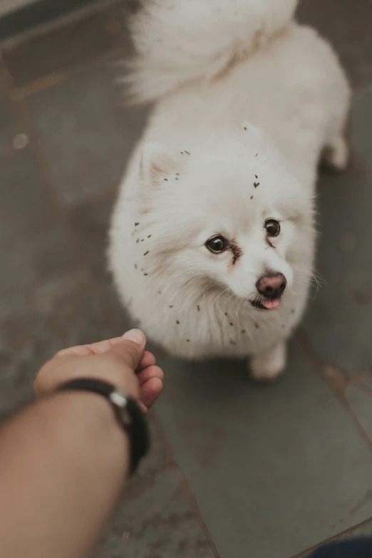 a small white dog is being petted by a persons hand