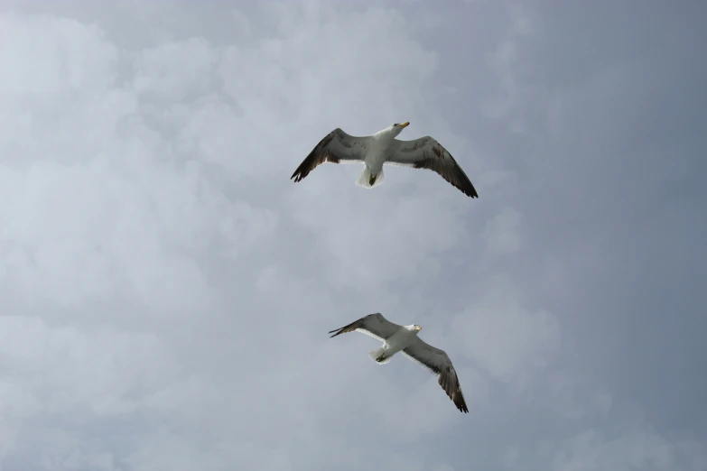 two birds flying on a cloudy day in the sky