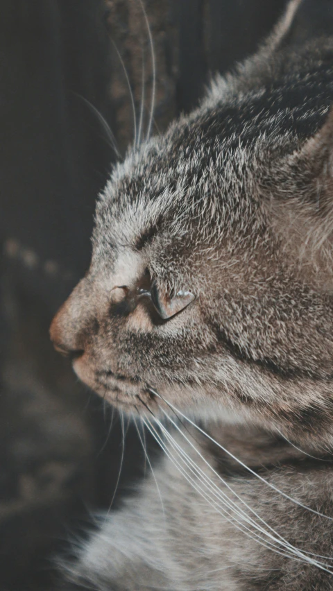 an image of a cat sleeping on a couch