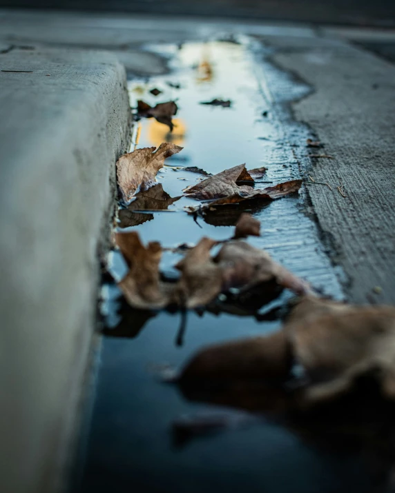 fallen leaves lay on the wet sidewalk near the street