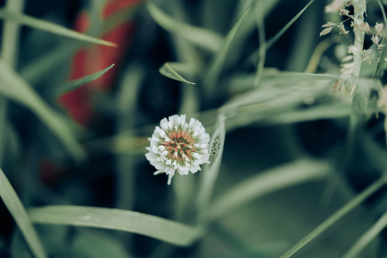 the background is very dark and has a few white flowers