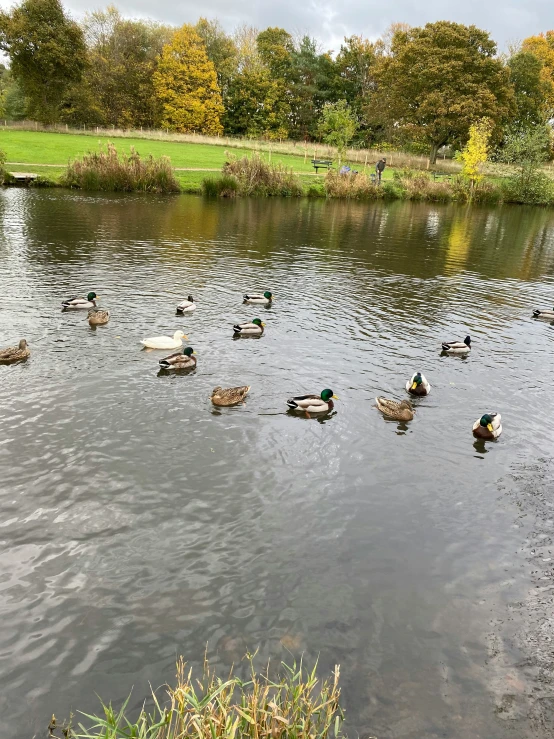 the ducks are in the pond near the grassy area