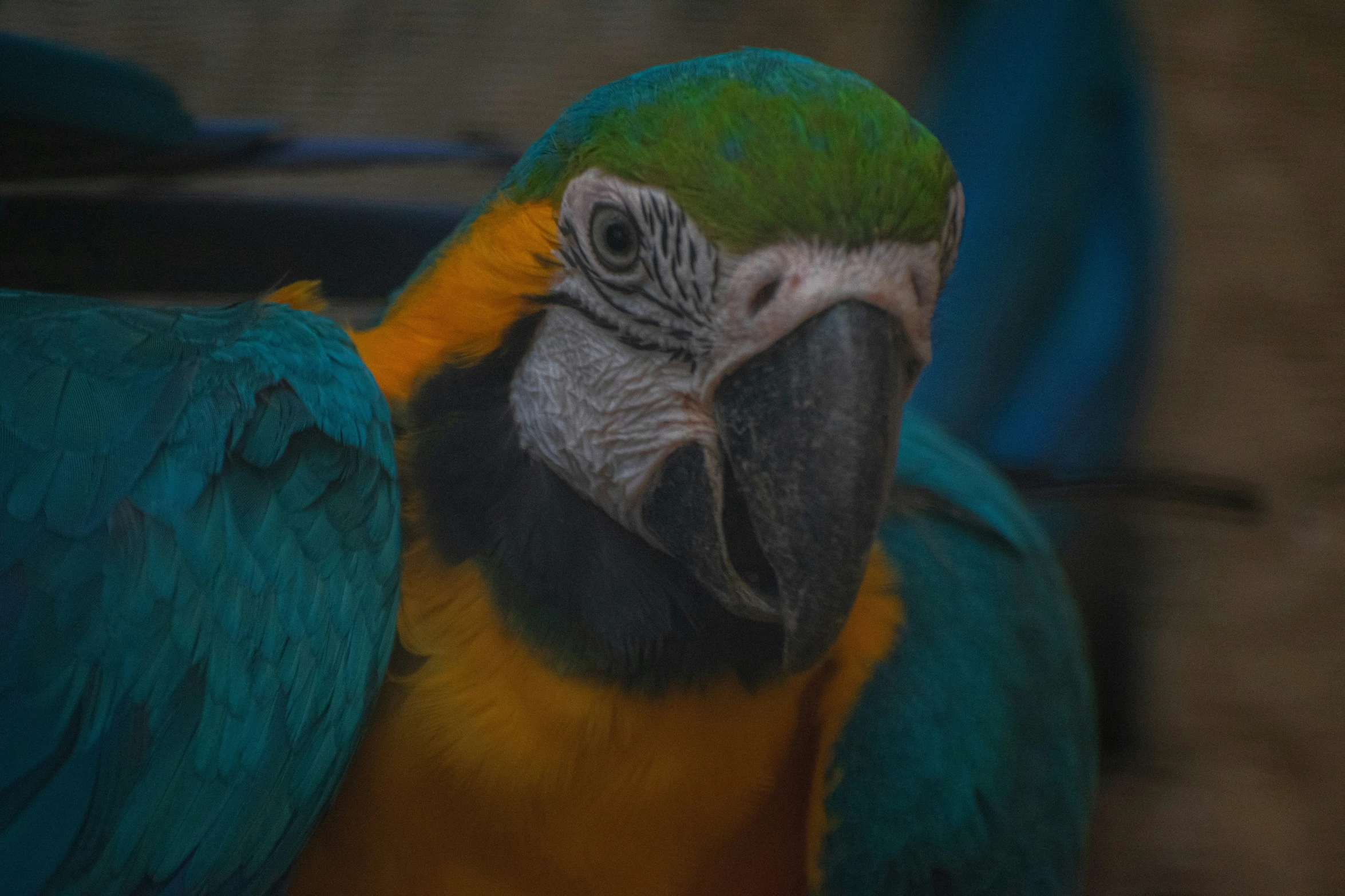 the colorful parrot is standing in the middle of a cage