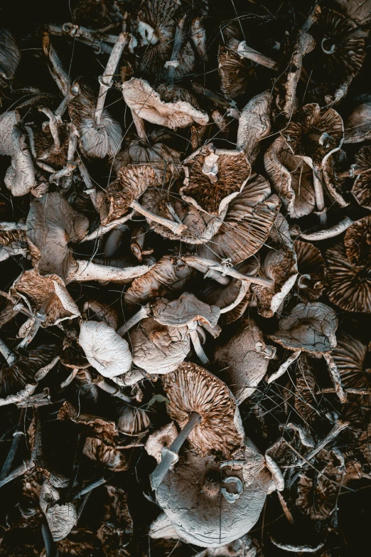 a black and white po of a group of mushrooms