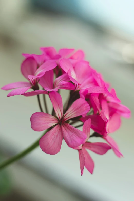 some very pretty flowers together on the same stem