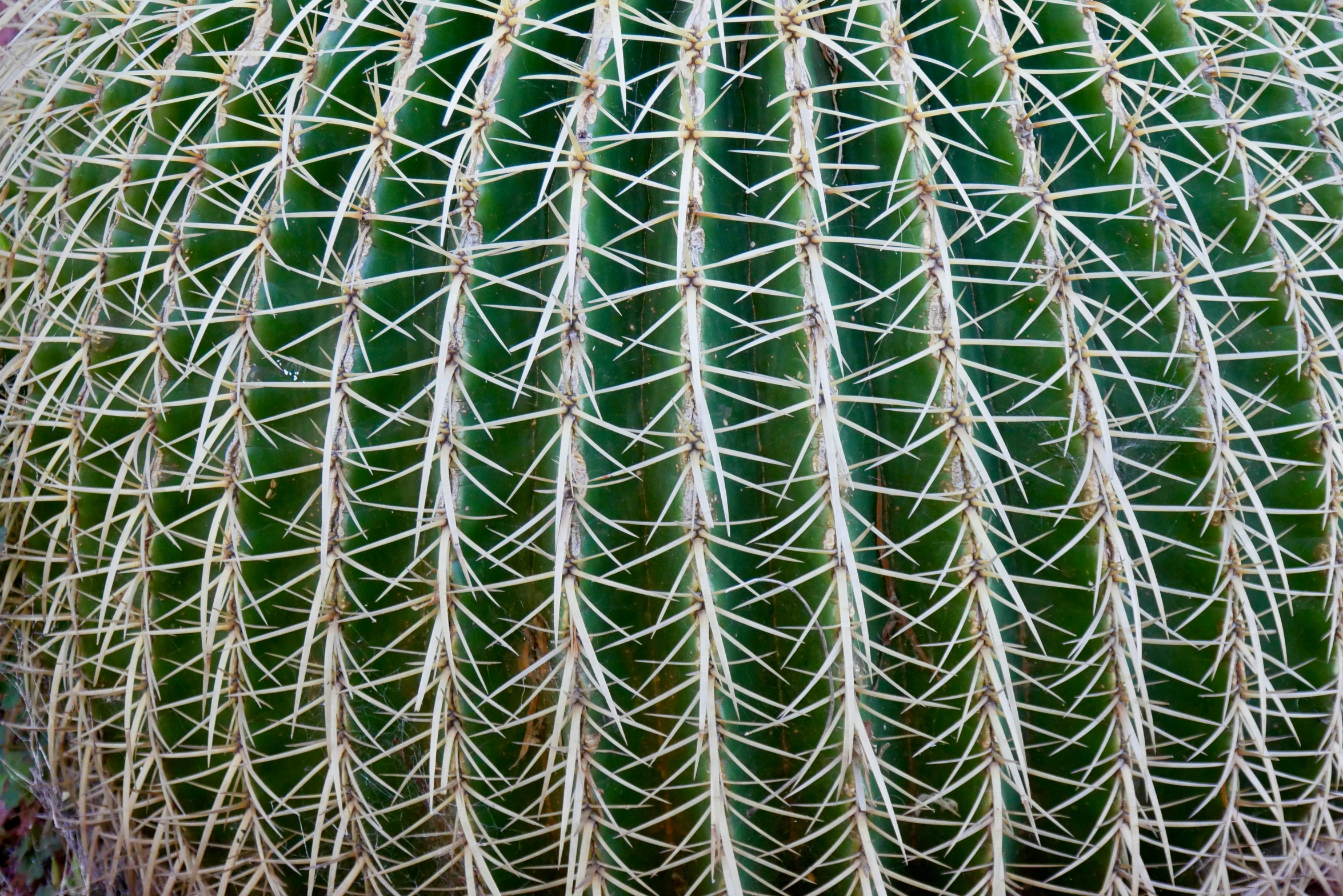 a closeup of the back and top of a green cactus