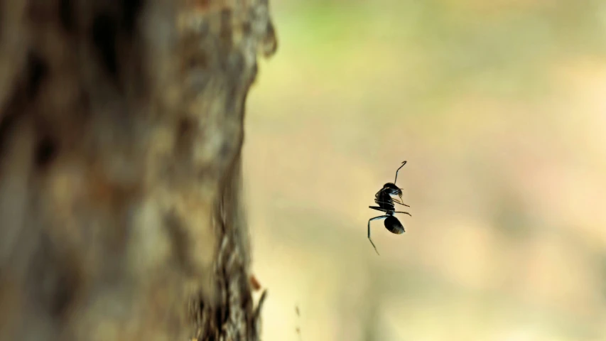 a spider hangs from its web in a tree