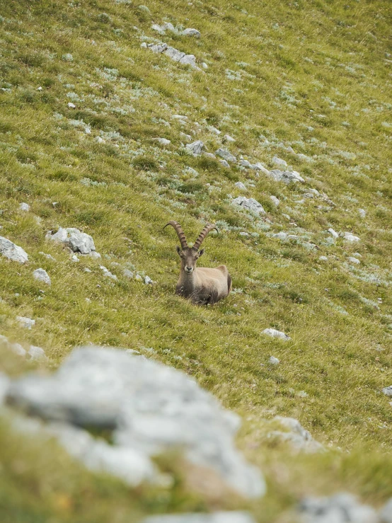 a brown animal is standing in a grassy field