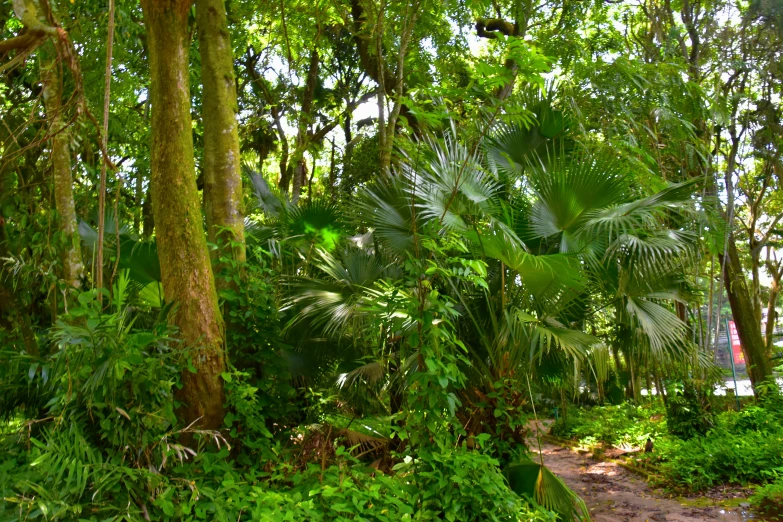 an area with many trees and plants and vegetation