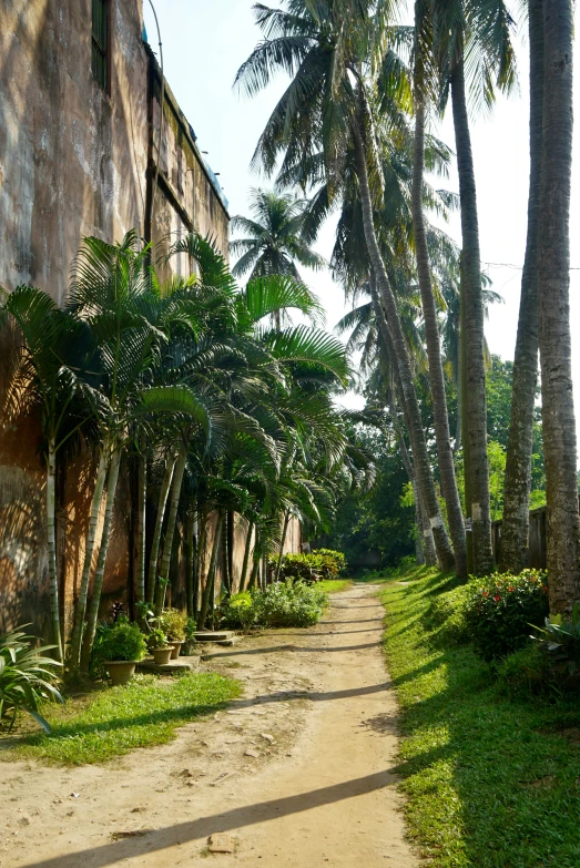 a dirt road with palm trees lining it