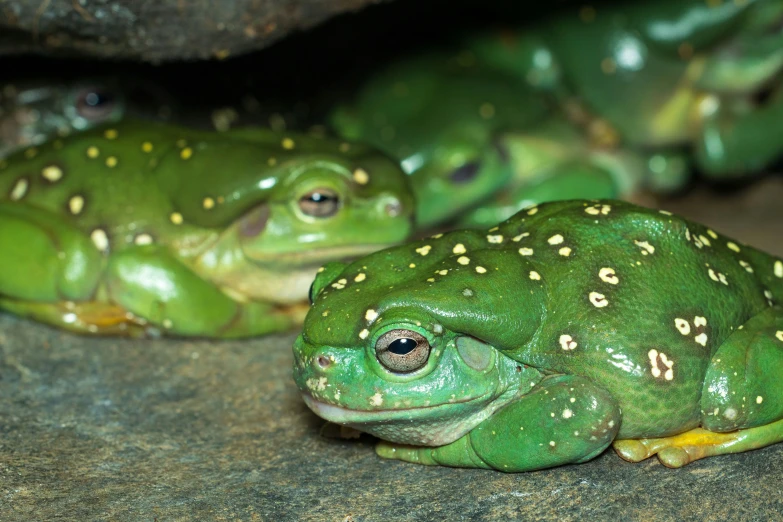 a couple of green frogs that are sitting on the ground