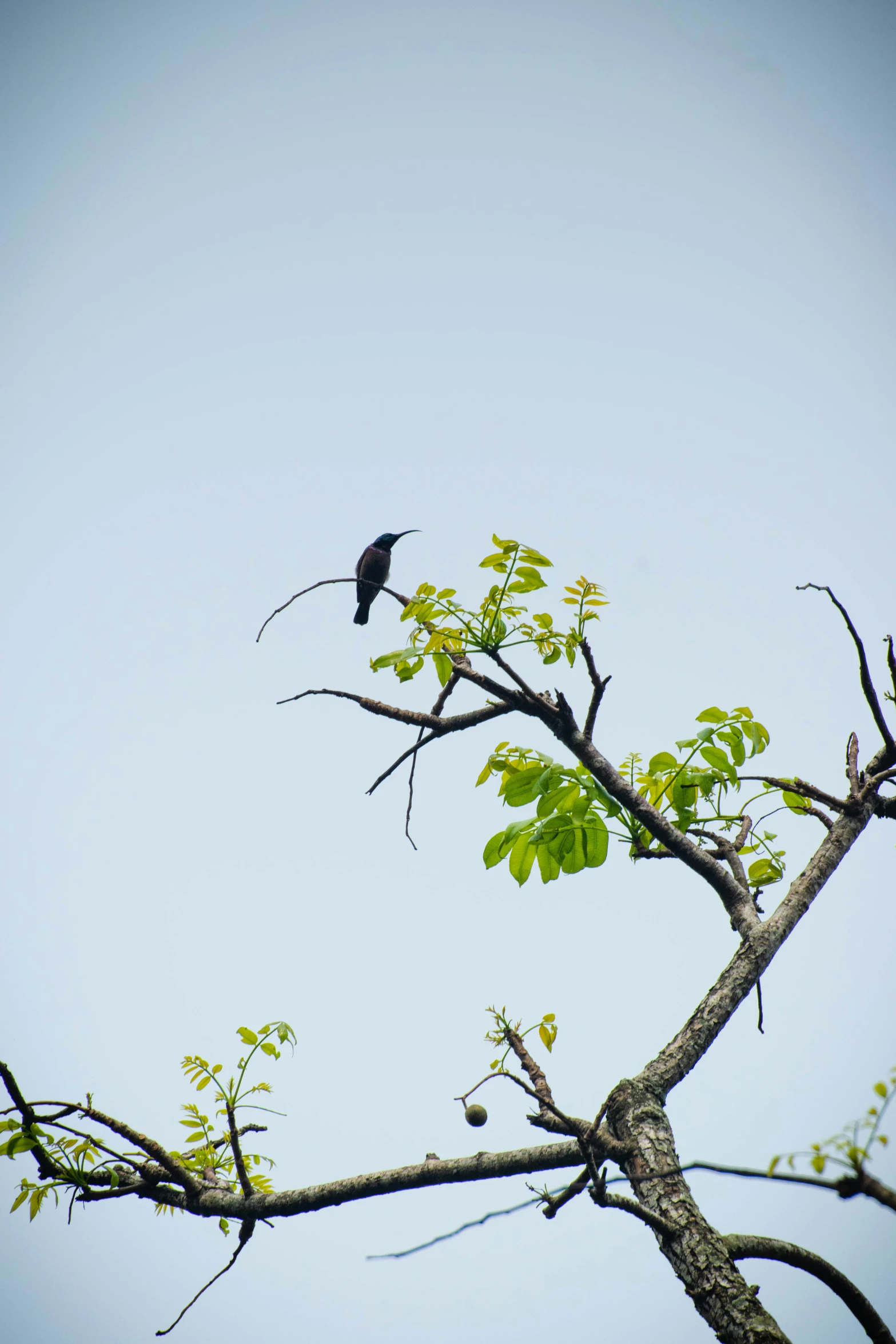 a small bird perched on top of a bare tree