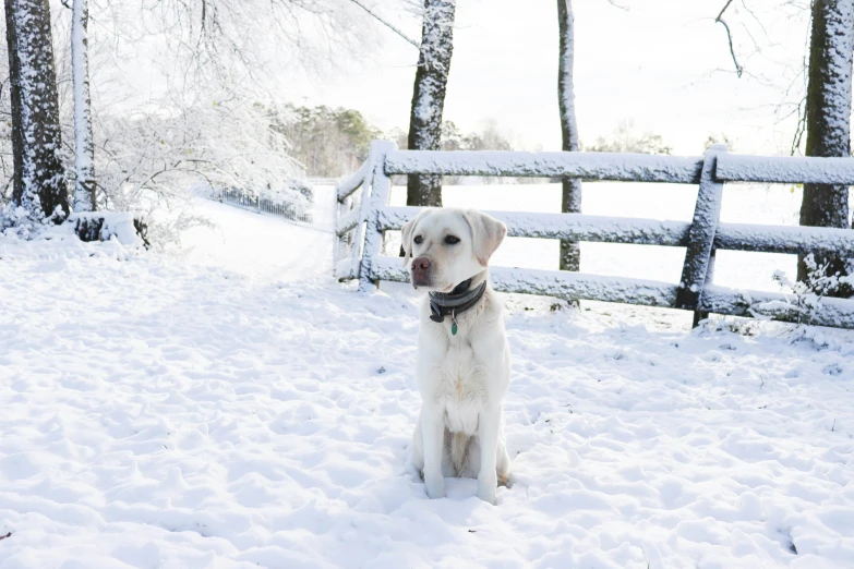 a dog that is sitting in the snow