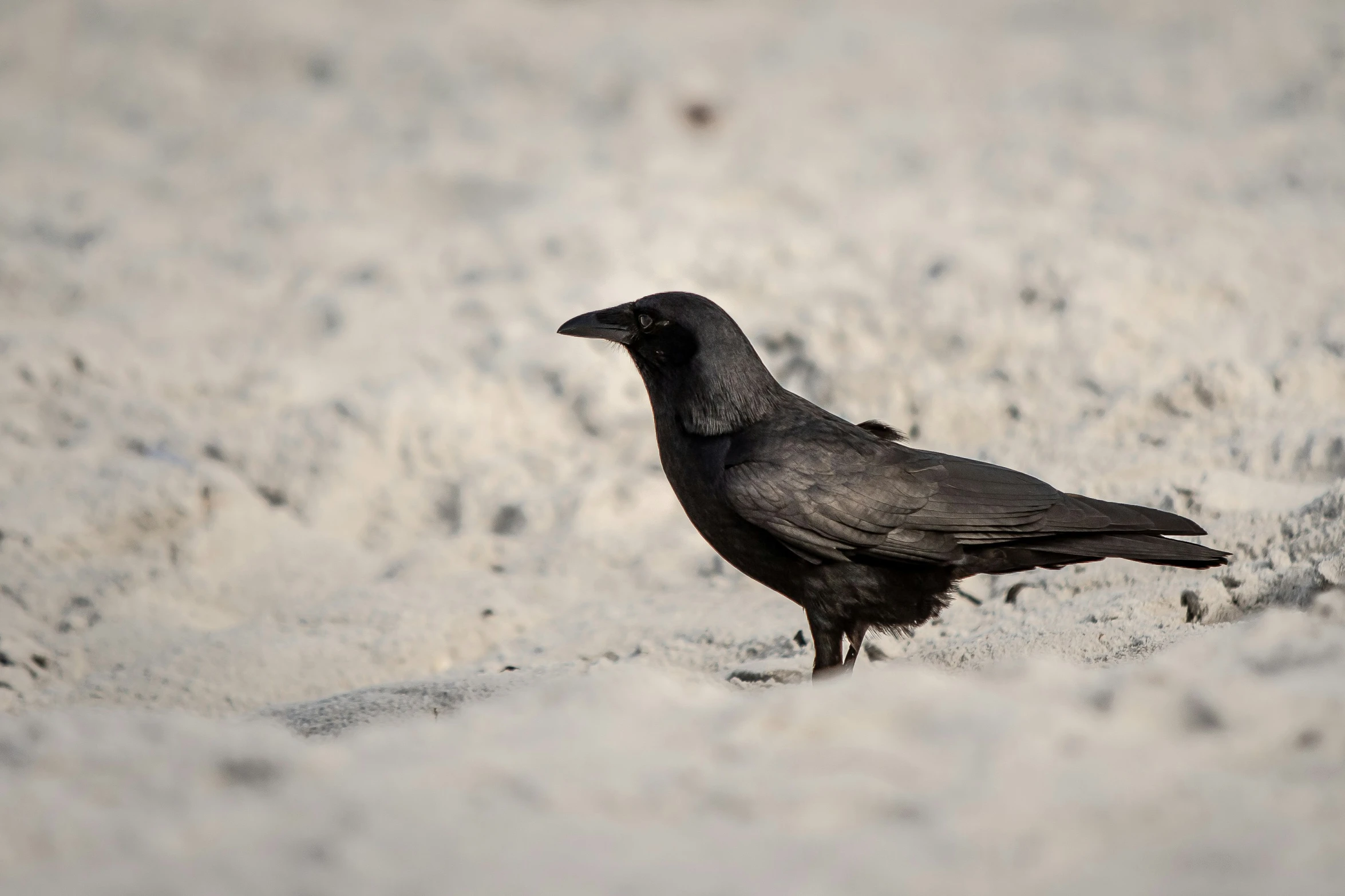 a small black bird is standing in the sand