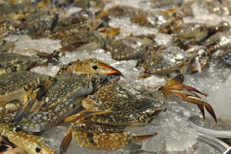 a table full of many different types of crabs