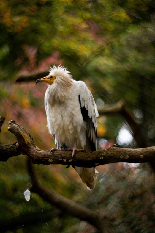 a bird with an uprooted head and long beak perched on a nch