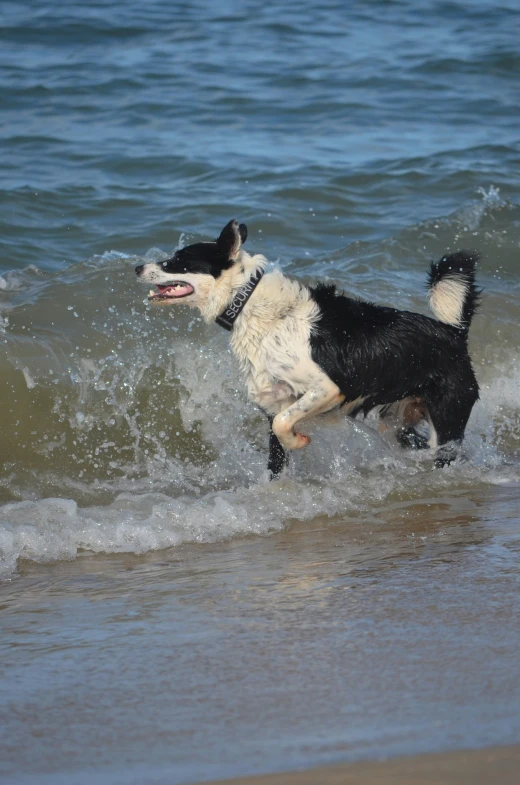 a black and white dog runs through the water