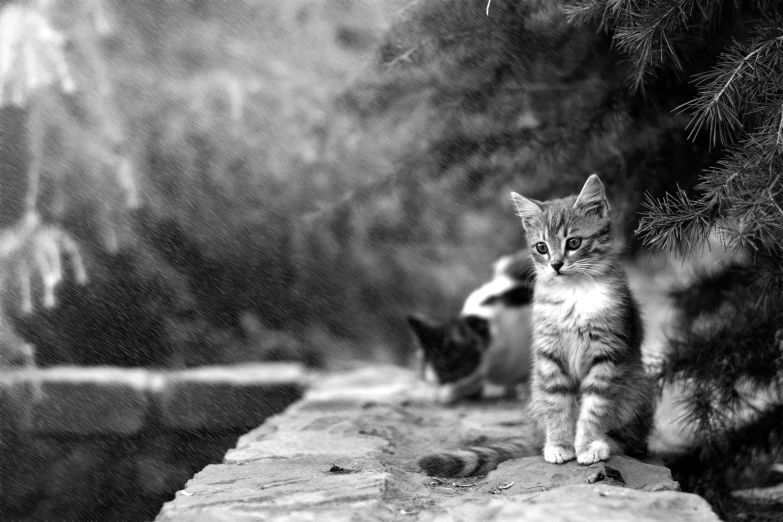 black and white po of kittens on the ledge