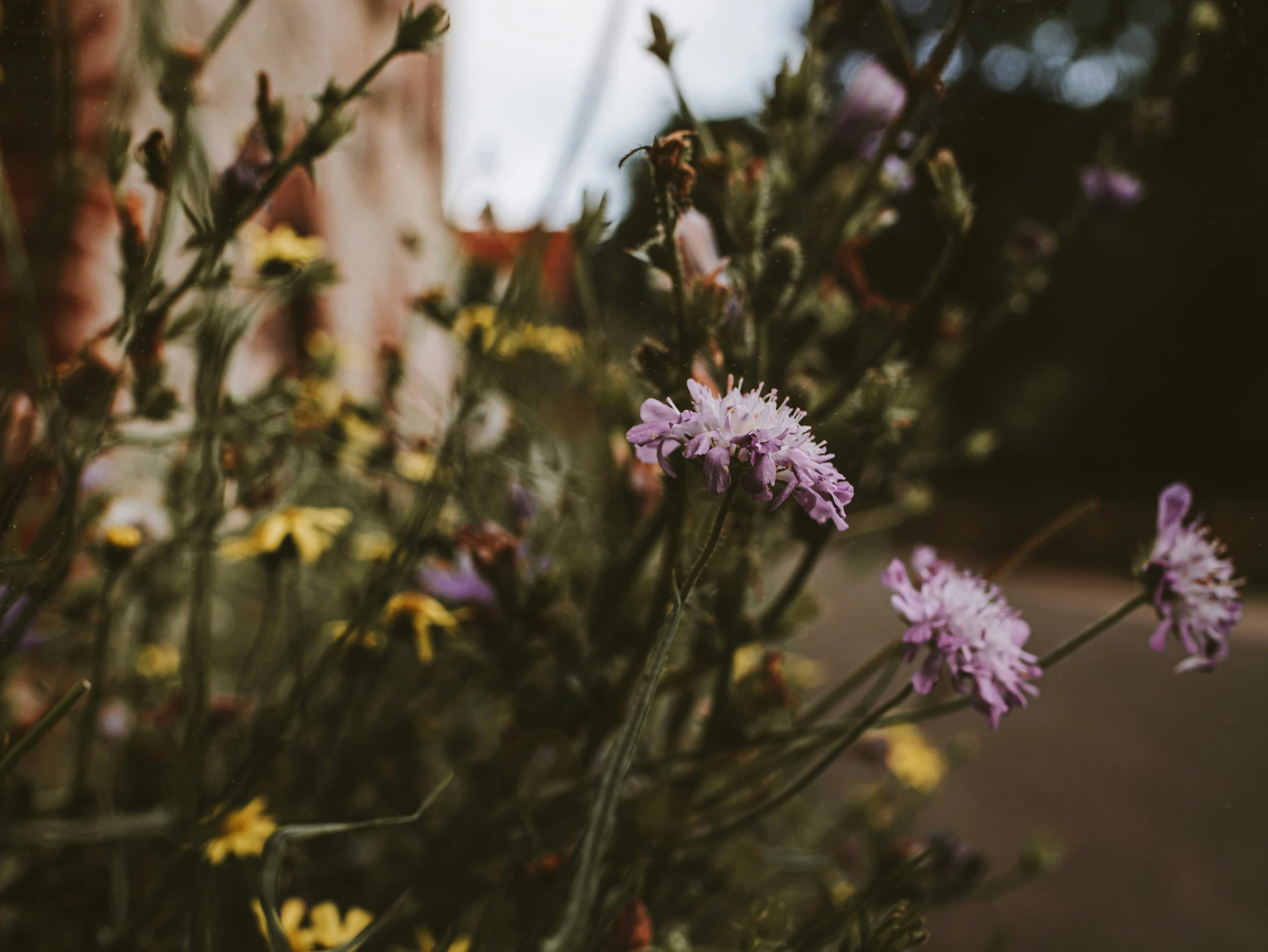 purple flowers sit in front of the sidewalk