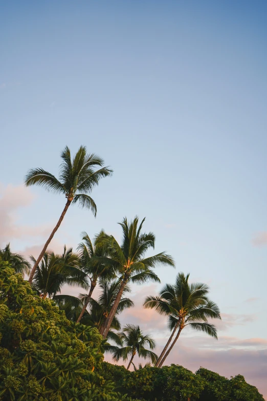 tropical trees are all around a beach and trees in the foreground